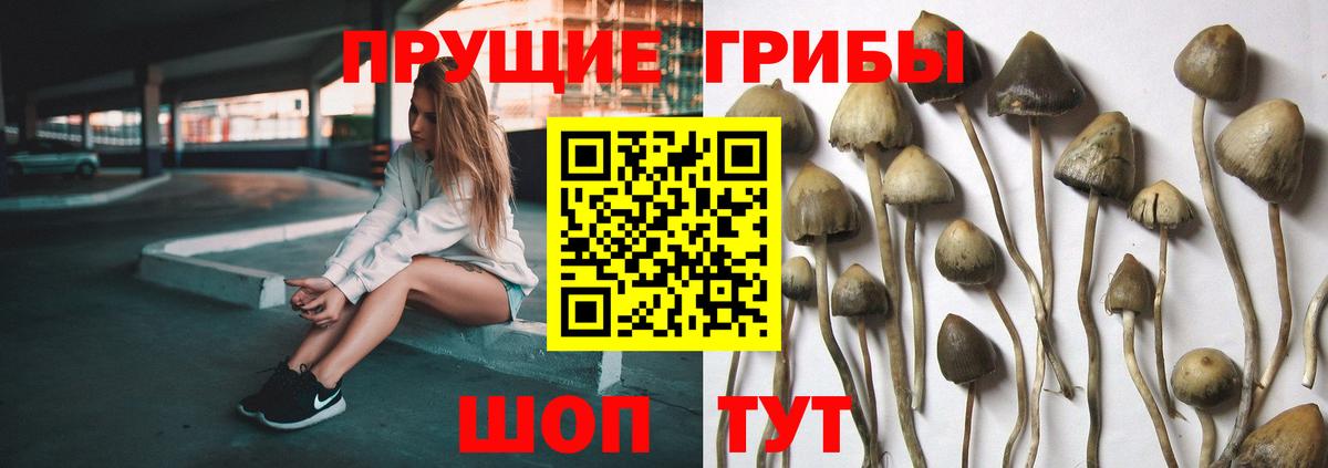 Гуково  Галлюциногенные грибы мицелий  Вход с VPN  Галлюциногенные грибы прущие грибы 